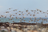 Jespak rezavy - Calidris canutus - Red Knot 1324